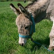 Mystical Love Poetry-The Donkey