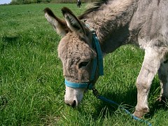 Mystical Love Poetry-The Donkey